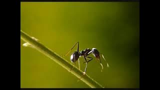 Download lagu Kisah nurani dari saudari Mariani (Gorontalo)