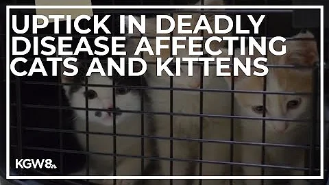 Veterinarians, shelters report uptick in infectious, deadly disease in cats