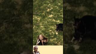 قطه حوكى هدمت ثعيل امرط #shorts