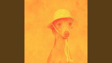 Pulsating Backdrops for Amusing Doggy Time