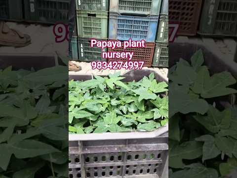 papaya nursery #papita farming #