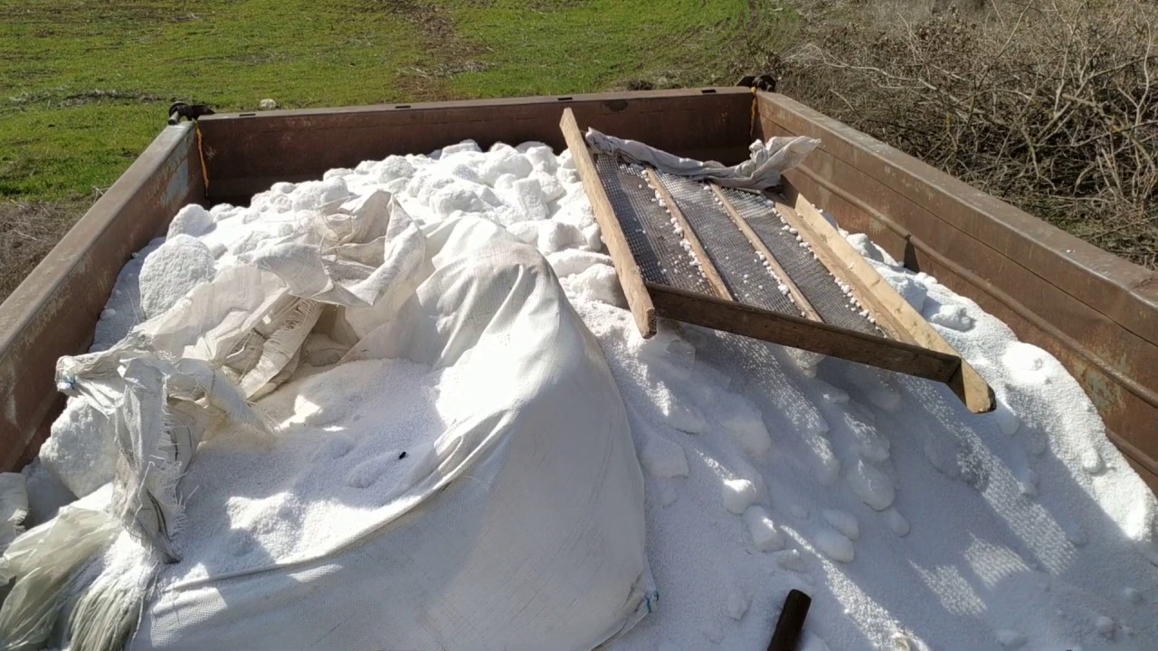 Удобряем поле пшеницы карбамидом.