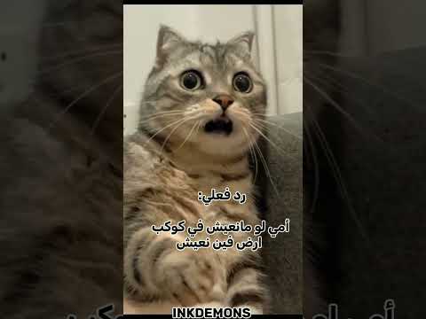 رح تفطسو ضحك إيكي   ضحك أسئلة