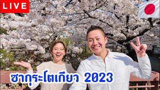 อัพเดทซากุระโตเกียว2023บาน100%/kinyuud