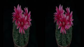 Cactusflowers 3D