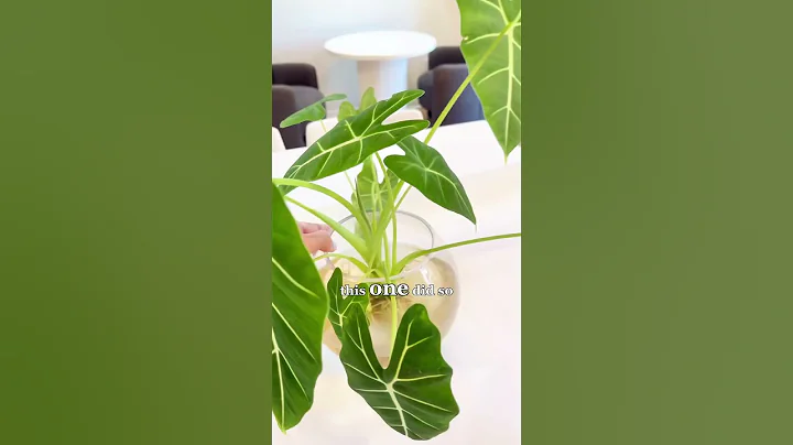 If you’ve been struggling with alocasia, pon is the magic answer #plantcare #alocasia