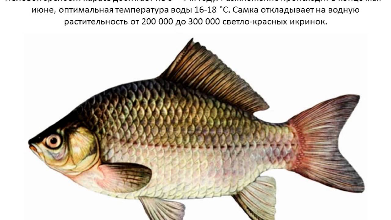 Смешные Фото Карася
