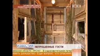 Чупакабра в Гатчине. Чупакабра в Гатчине.