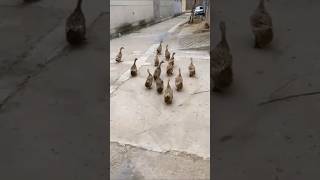Funny Animals Video - Funny Ducks viral ? ? ? ? ? ? ?  duck shorts funny share trending