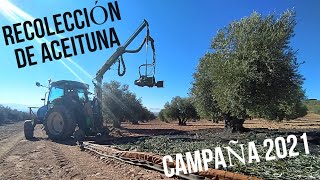 Recoleccion De Aceituna Con Vibrador Pendular - Campaña 2021