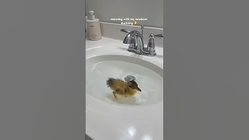 morning with my newborn duckling 🐣#duck #duckling #cute #asmrsounds #shorts