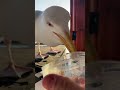 I feed my pet seagull and he feeds his babies