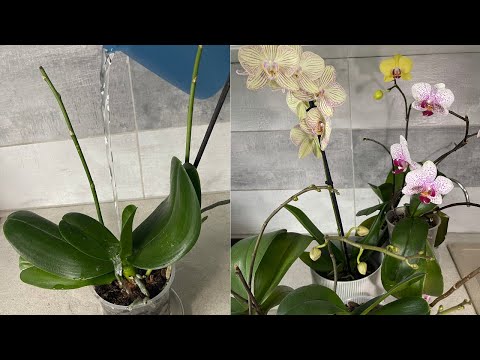 Orkideye Bol Çiçek Açtırıp Sağlıklı Kökler Verdiren Doğru Sulama/Böyle Sulayın Orkide Bol Açsın