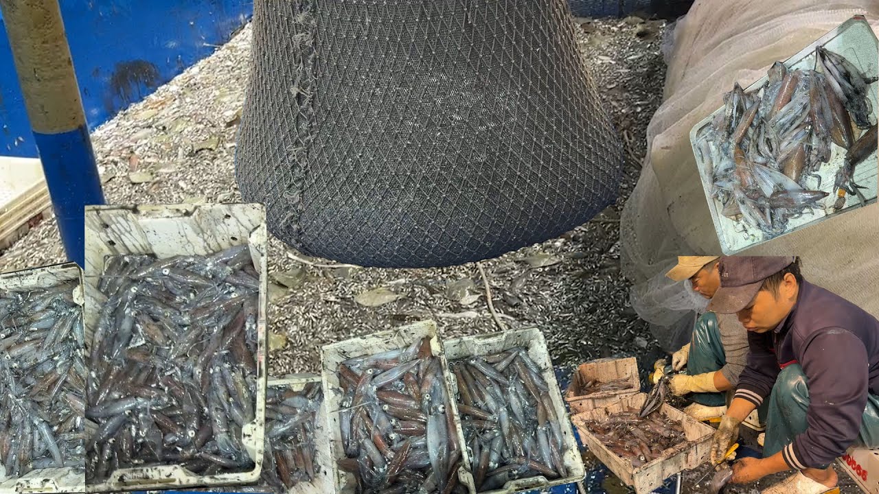 Gió Thổi Bay Người Vất Vã Khi Làm Lưới,Mẽ Chài Toàn Mực Nhìn Đã Mắt,Mành Chụp Võ Thép - Dân Biển