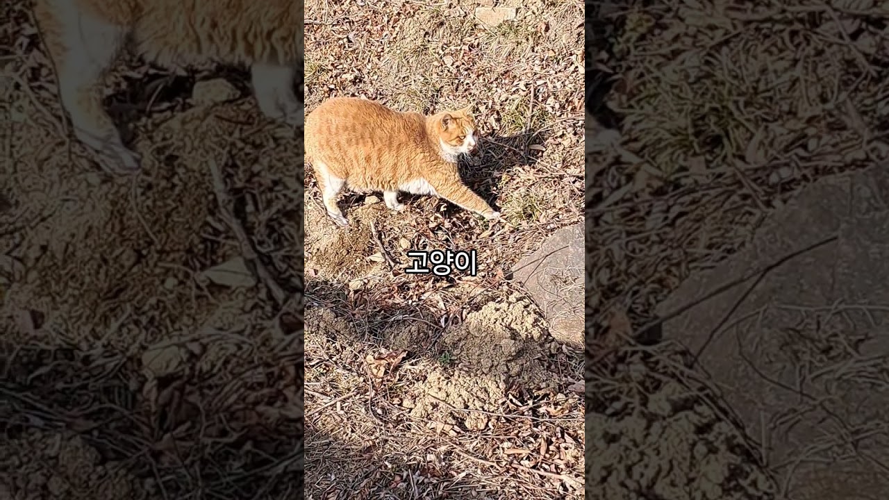시골집 야옹이 오늘 행복한 하루 #고양이 #고양이일상 #고양이영상 #고양이브이로그 #야옹이 #야옹이그램 #애완동물 #야옹 #cat