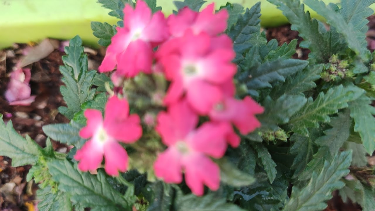 Dr. Seema Verma is live#live#livestream