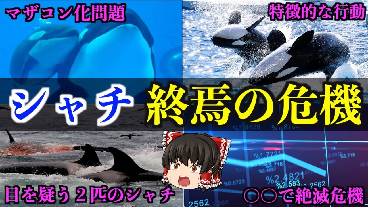 マザコンで海の王者絶滅の危機 知られざるシャチの生態【ゆっくり解説】