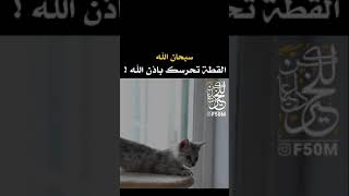 القطة تحرسك بأذن الله