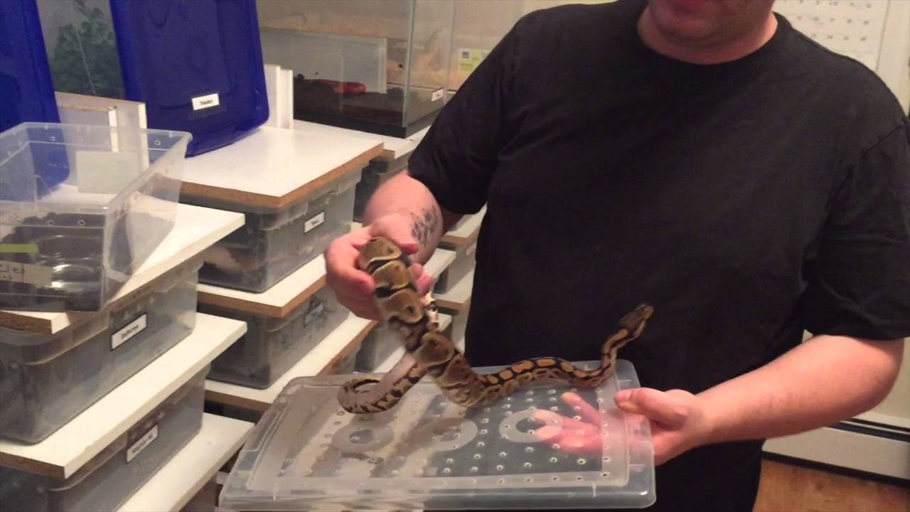A Trip to Next Generation Reptiles