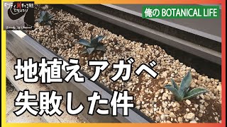 Agave - failed at planting in the ground? This is what happened