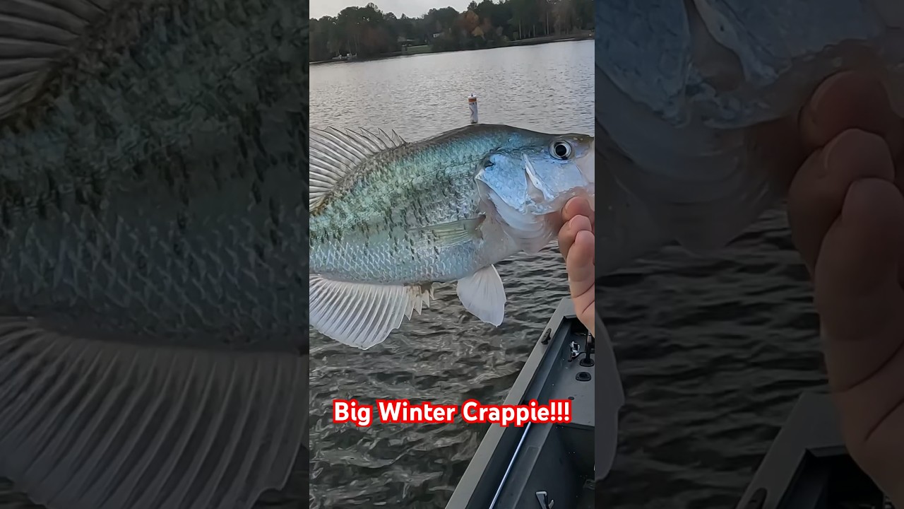 Huge Winter Crappie On Rattle Traps!! #crappiefishing #fish #crappie  #winterfishing 