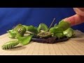 Enormous Venus Fly Trap eats 3 Rubik's Cubes !!!!