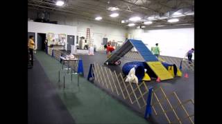 Orry's Agility Class Progress