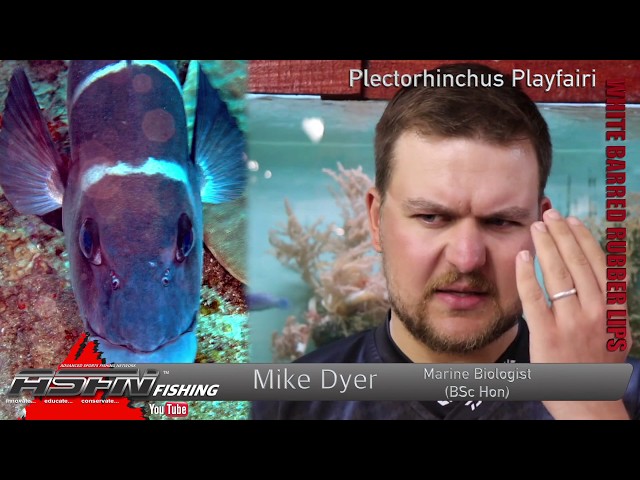 Species | White Barred Rubberlip - YouTube