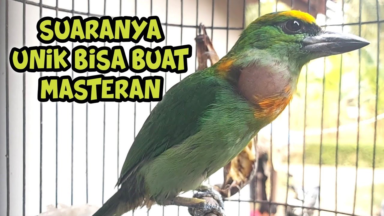 Burung yang suaranya unik bisa juga buat masteran, Takur gacor / tohtor gacor