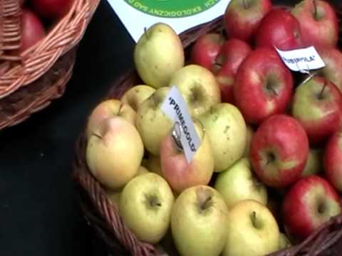 Wideo: Jak Zachować Resztki I Opadłe Owoce Podczas żniw