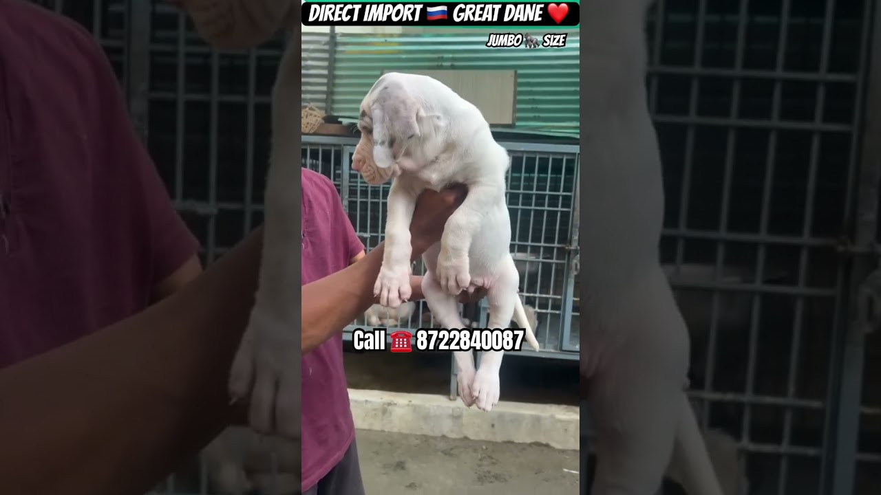 Top 🏆 quality Great Dane double bone puppy 🐶 for sale in Bangalore at low price 💥 