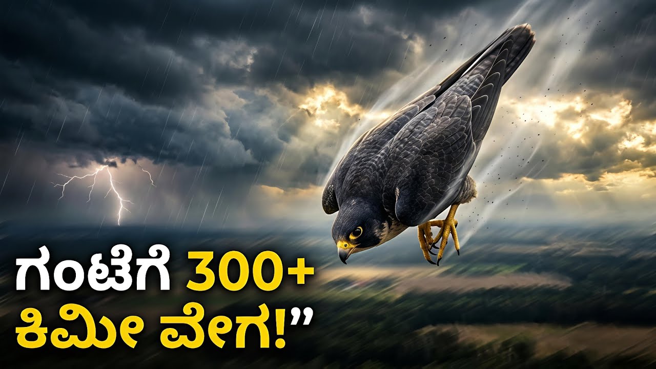 Falcon: ಭೂಮಿಯ ಅತ್ಯಂತ ವೇಗದ ಪ್ರಾಣಿ | ಗಂಟೆಗೆ 300+ ಕಿಮೀ ವೇಗದ ದಾಳಿ!