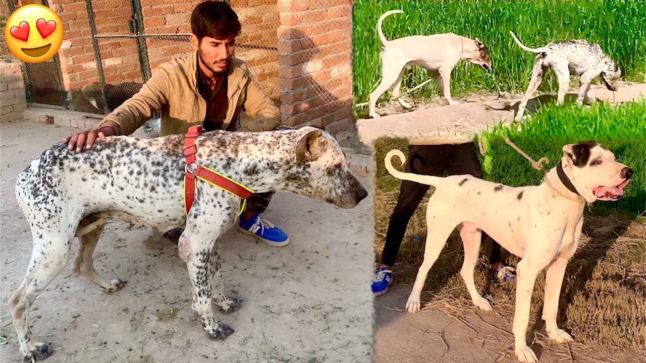 Finally Bully Dog Ky Leay Female Bully Dog Aa Gai😍