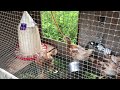 raising little chicks into FREE range chickens