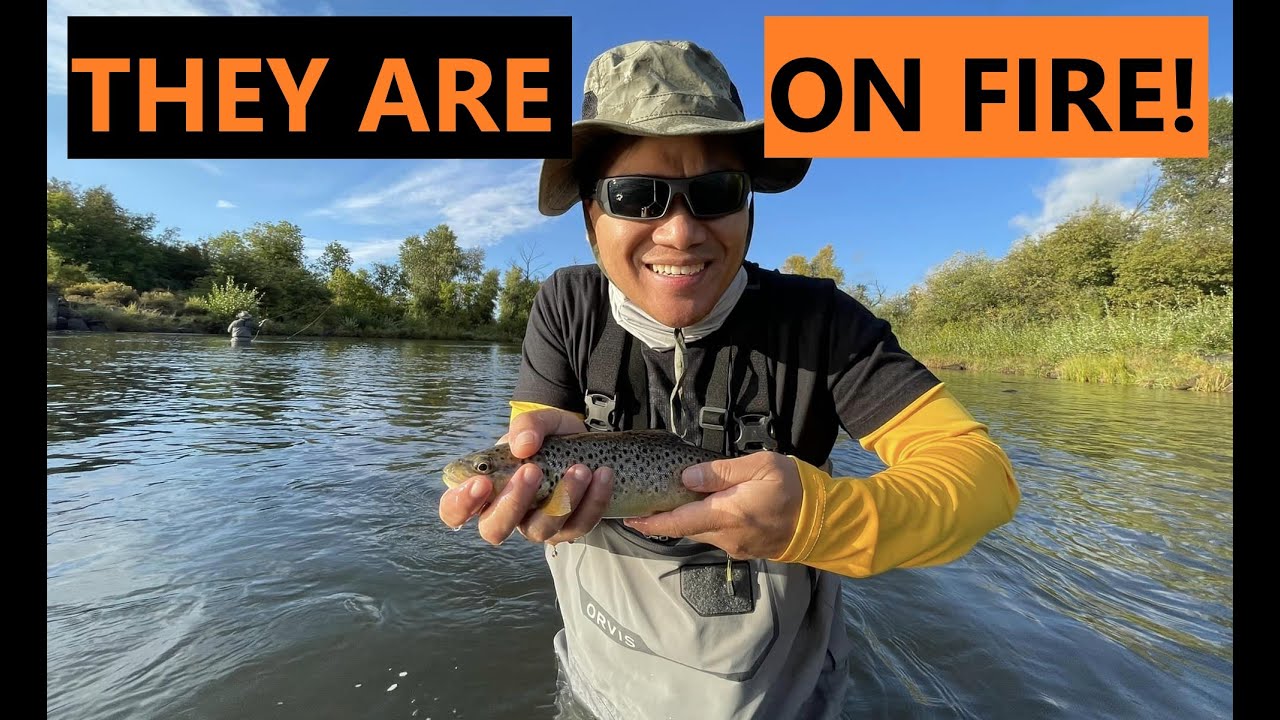 Ep. 72 Utah's Provo River Brown Trout Kept Biting This Bait! YouTube