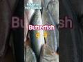 Butterfish #fishing #seafood #fish #food