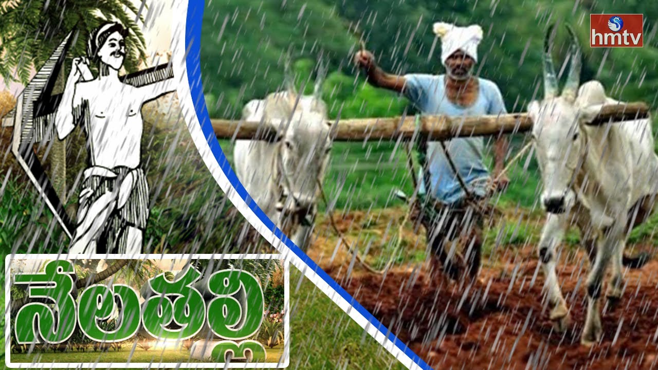 Farmers Happy With Rainfall In Kharif Season | Nela Talli | HMTV