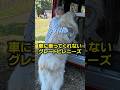 車に乗ってくれないグレートピレニーズ