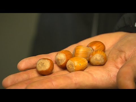 Vidéo: Noyaux de noix de pécan décolorés : en savoir plus sur la nématospora des noix de pécan