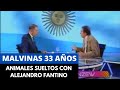 Malvinas 33 años - Animales Sueltos