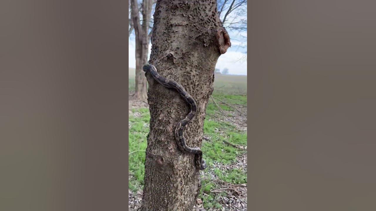Can Snakes climb Trees? YouTube