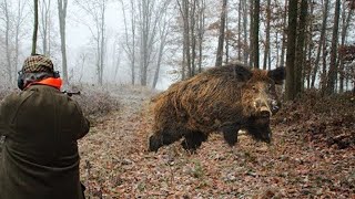 Pemburu babi hutan terbaik di dunia (aimpoint)