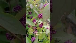 Herbst-Highlight Der Liebesperlensprauch