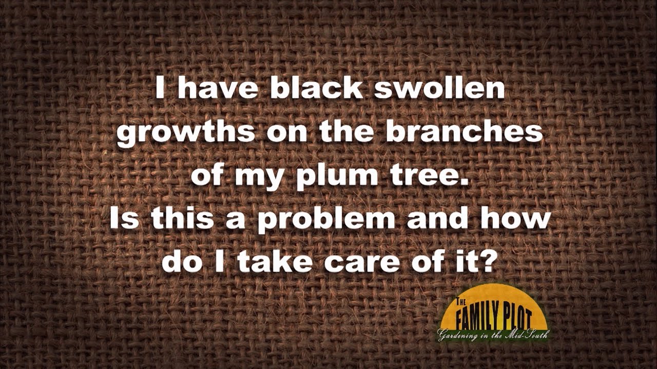Q&A What are the growths on my plum tree branches? YouTube