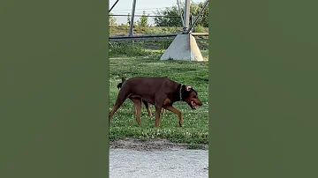 Doggy park with my Doberman and an un neutered female! They played well together!