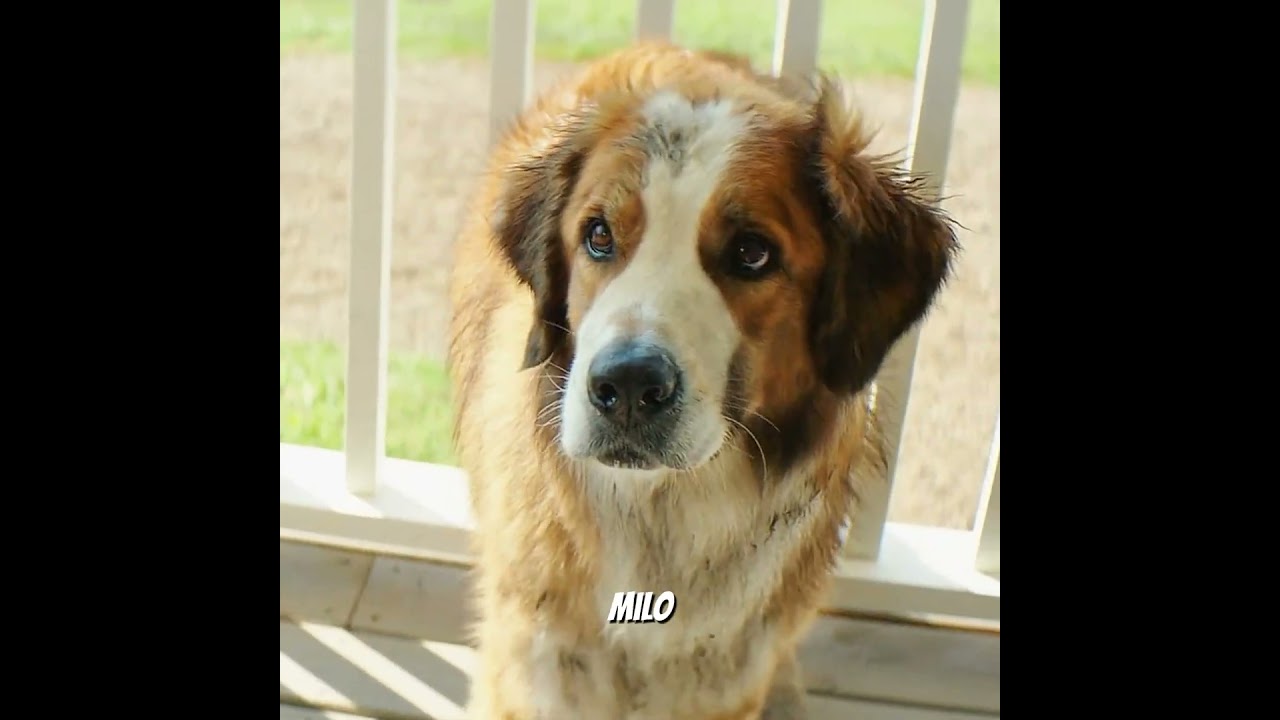 The Owner Thought He Was A Stray... But The Truth Was Different