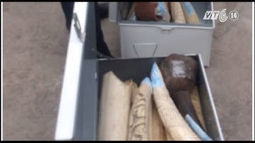 VTC14_Bắt vụ buôn lậu lớn sừng tê giác, ngà voi Châu Phi tại Nội Bài