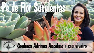 Você Conhece As Suculentas? Pé De Flor Suculentas Ep 1 Você Conhece As Suculentas? Pé De Flor Suculentas Ep 1