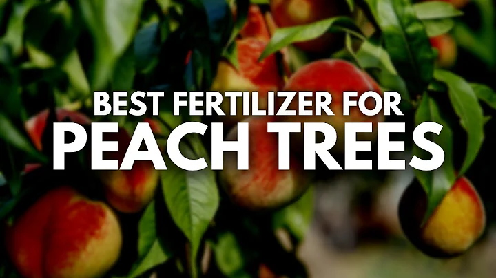 What is the Best Fertilizer for Peach Trees - Juicy, Fresh Peaches