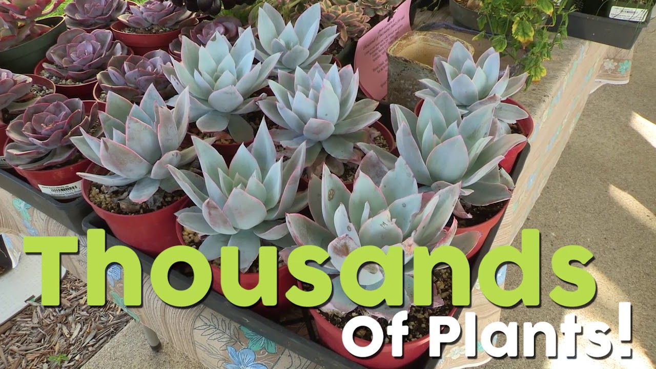 San Diego Master Gardeners Plant Extravaganza 2017 Youtube